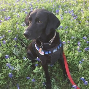 Meet your Posher, Taylor